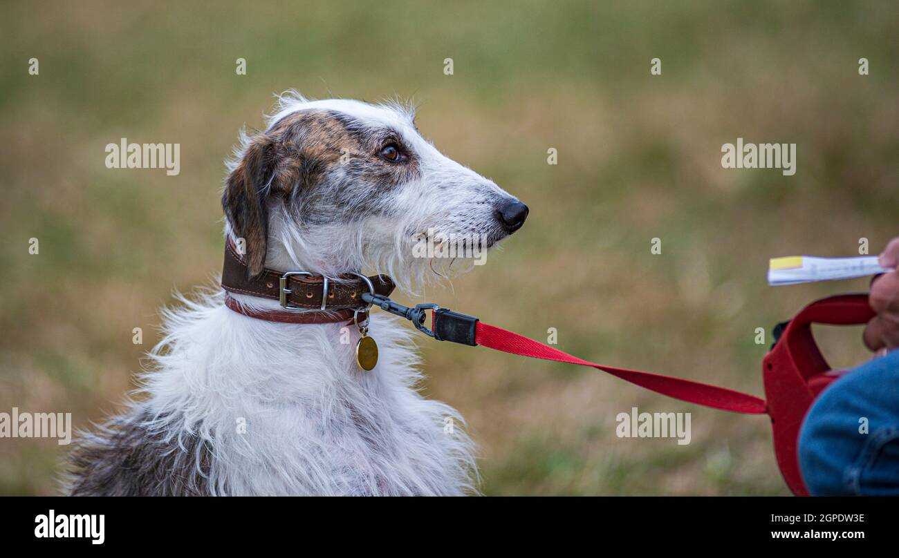 Ein lurcher-Hund, der seinen Besitzer an einer roten Hundeleine ansieht Stockfoto