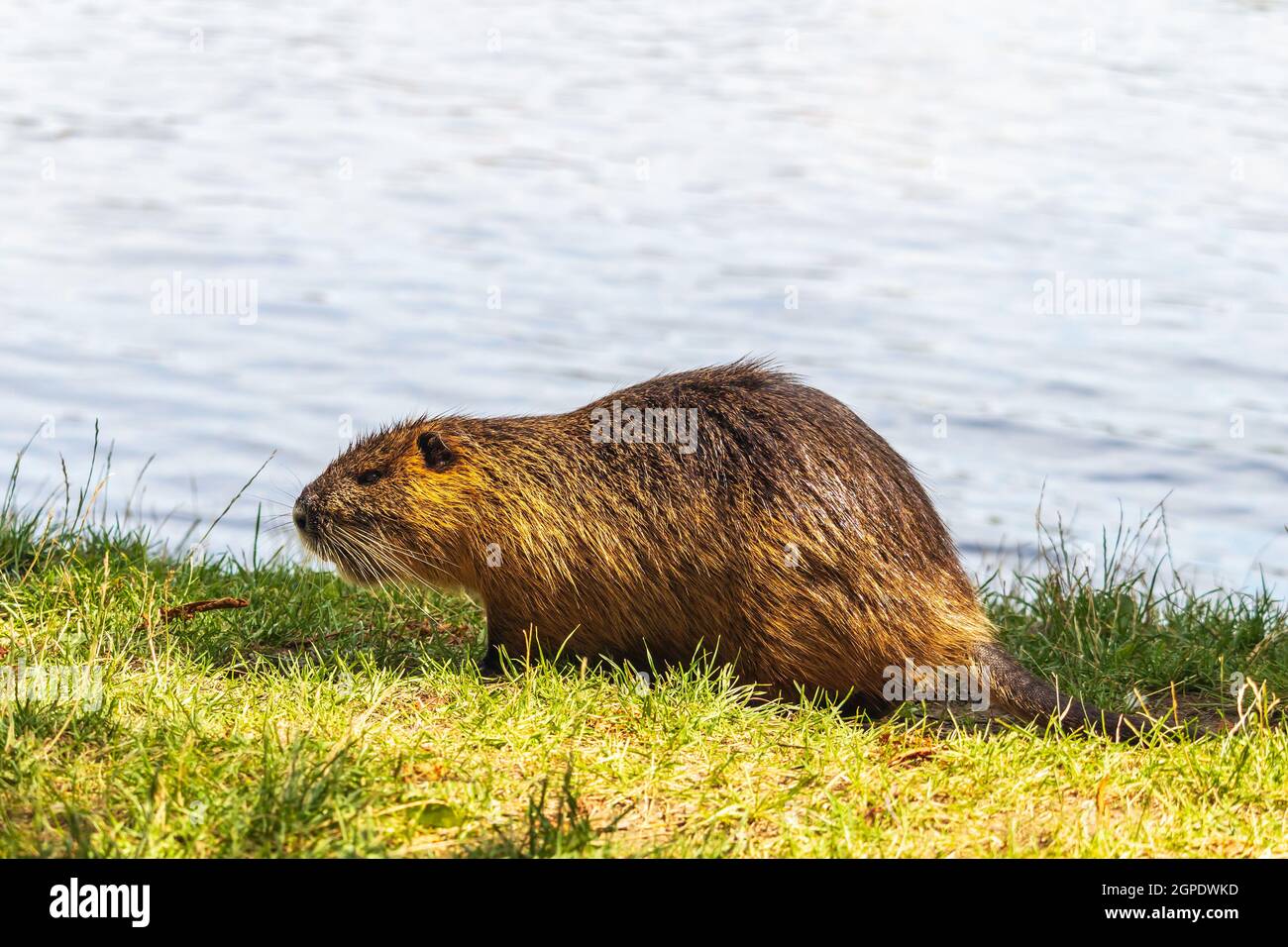 Nutria am Flussufer, Wasser im Hintergrund Stockfoto