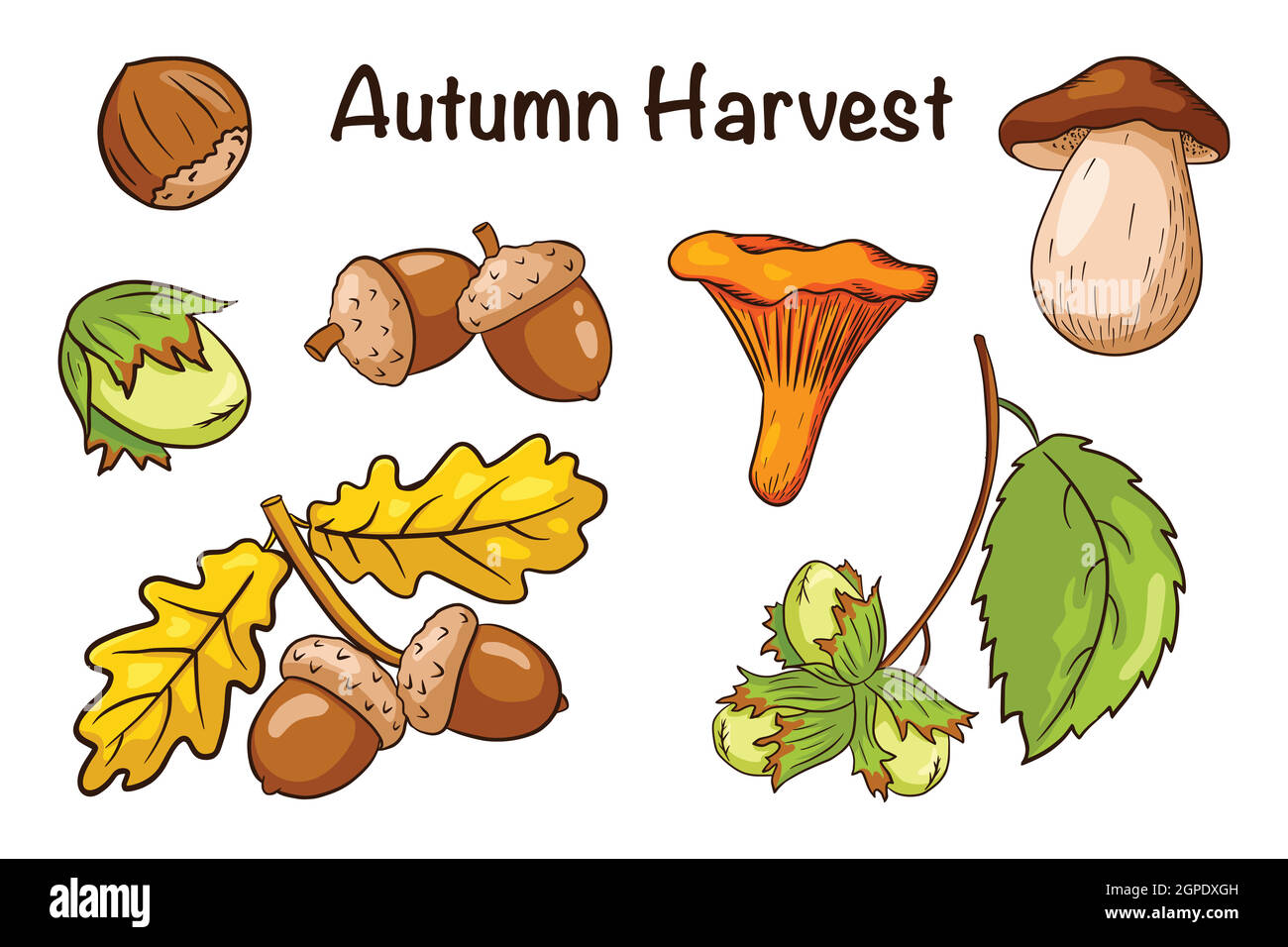 Herbst Ernte Elemente Set. Eichenblätter, Eicheln, Haselnüsse, Pilze. Sammlung von Wald dekorative Elemente für Druck, Aufkleber, Einladung und Grußkarten Design und Dekoration. Premium Vector Stock Vektor