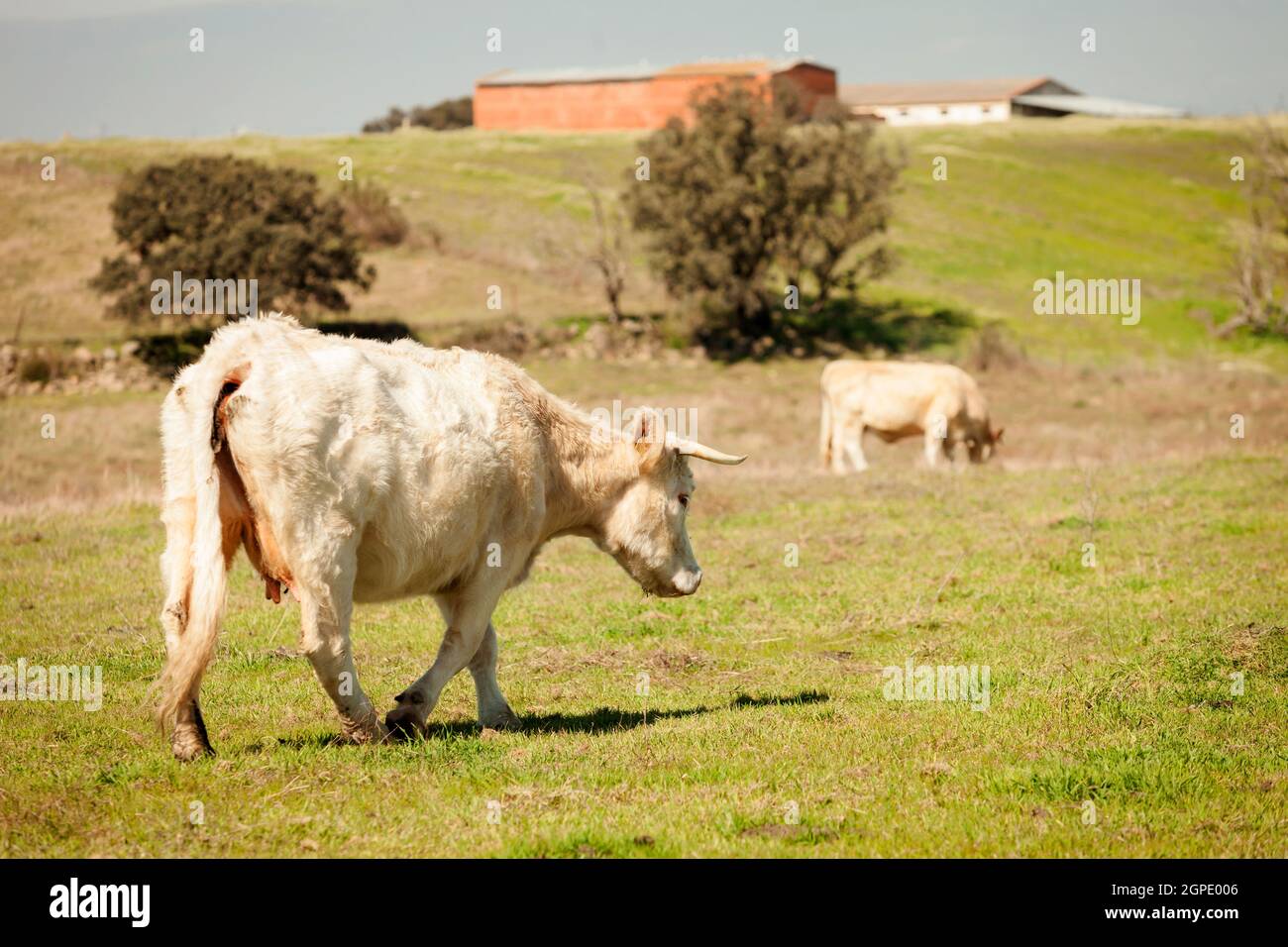 Rindfleisch Kühe grasen auf den Weiden der Extremadura in Spanien Stockfoto