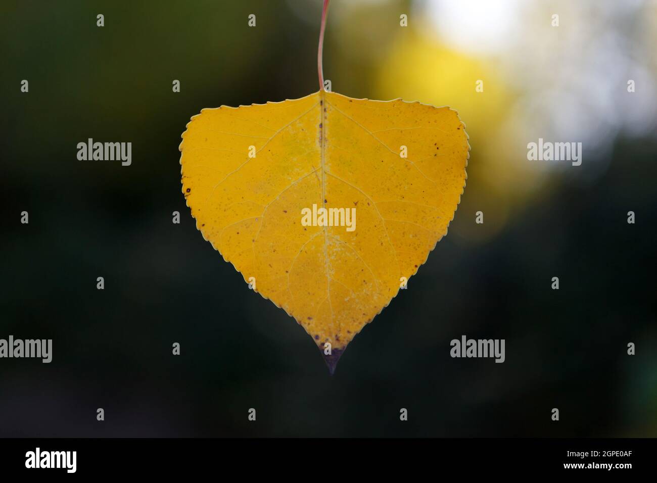 Enge goldene Blätter im Herbst für Hintergrund Stockfoto
