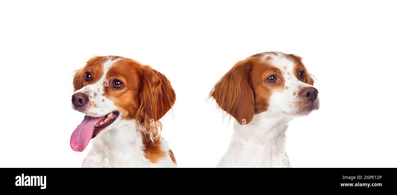 Schöne Spaniel Breton Hunde isoliert auf einem weißen Hintergrund Stockfoto