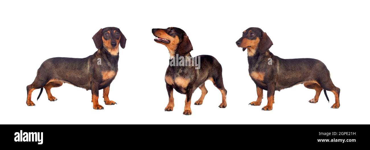 Drei Würstchenhunde braun und schwarz isoliert auf weißem Hintergrund Stockfoto