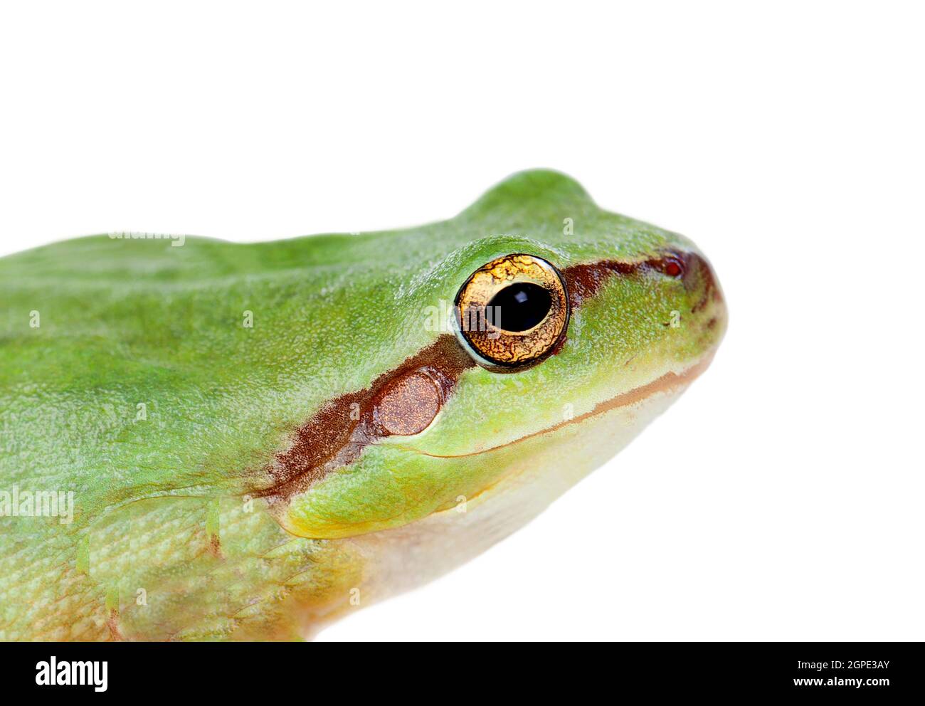 Grüner Frosch mit weit aufgerissenen Augen golden isoliert auf weißem Hintergrund Stockfoto