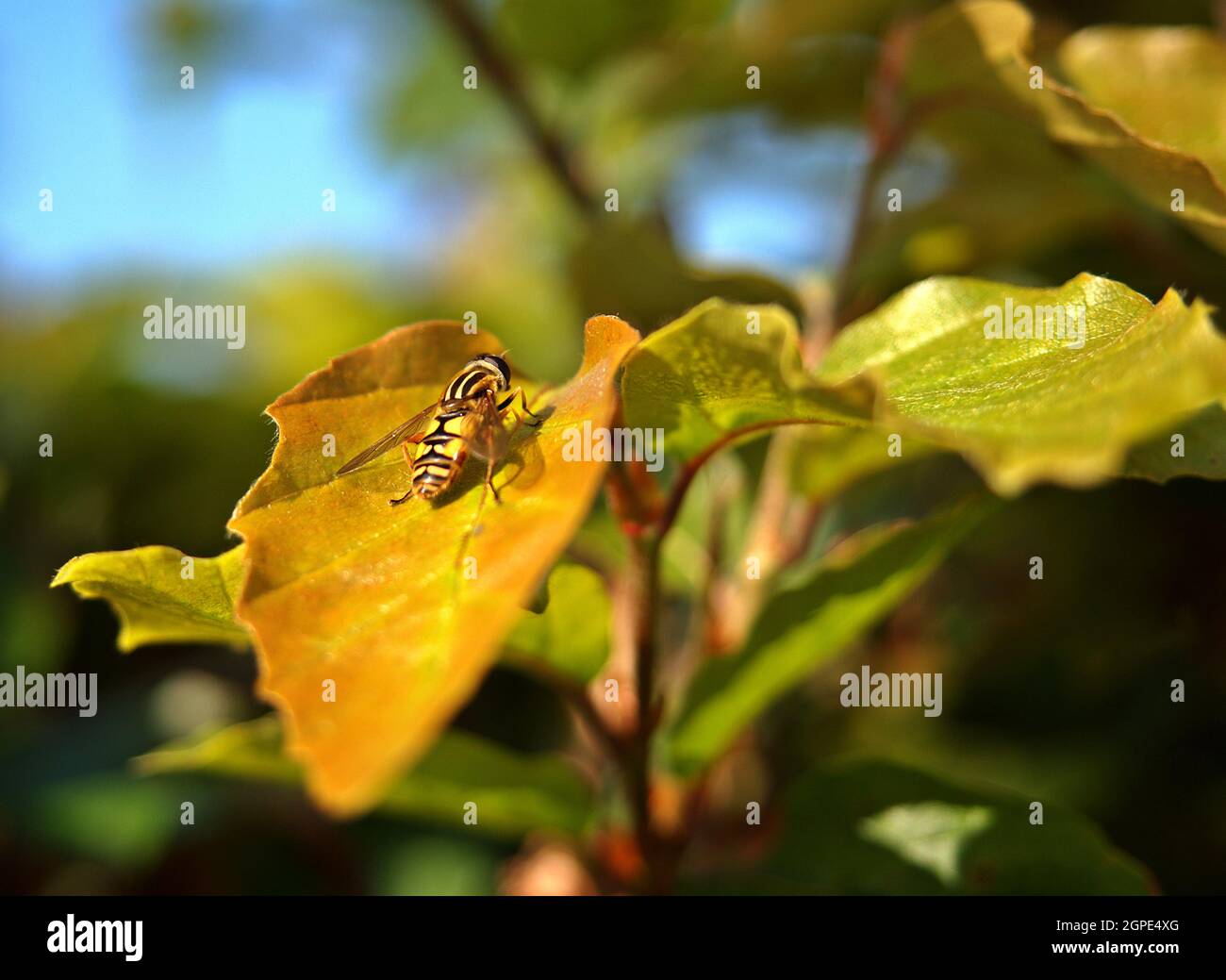 Anstatt auf einer Blüte zu sitzen, sitzt eine Biene auf einem Blatt, das bereits ihre Herbstfarbe zeigt. Stockfoto