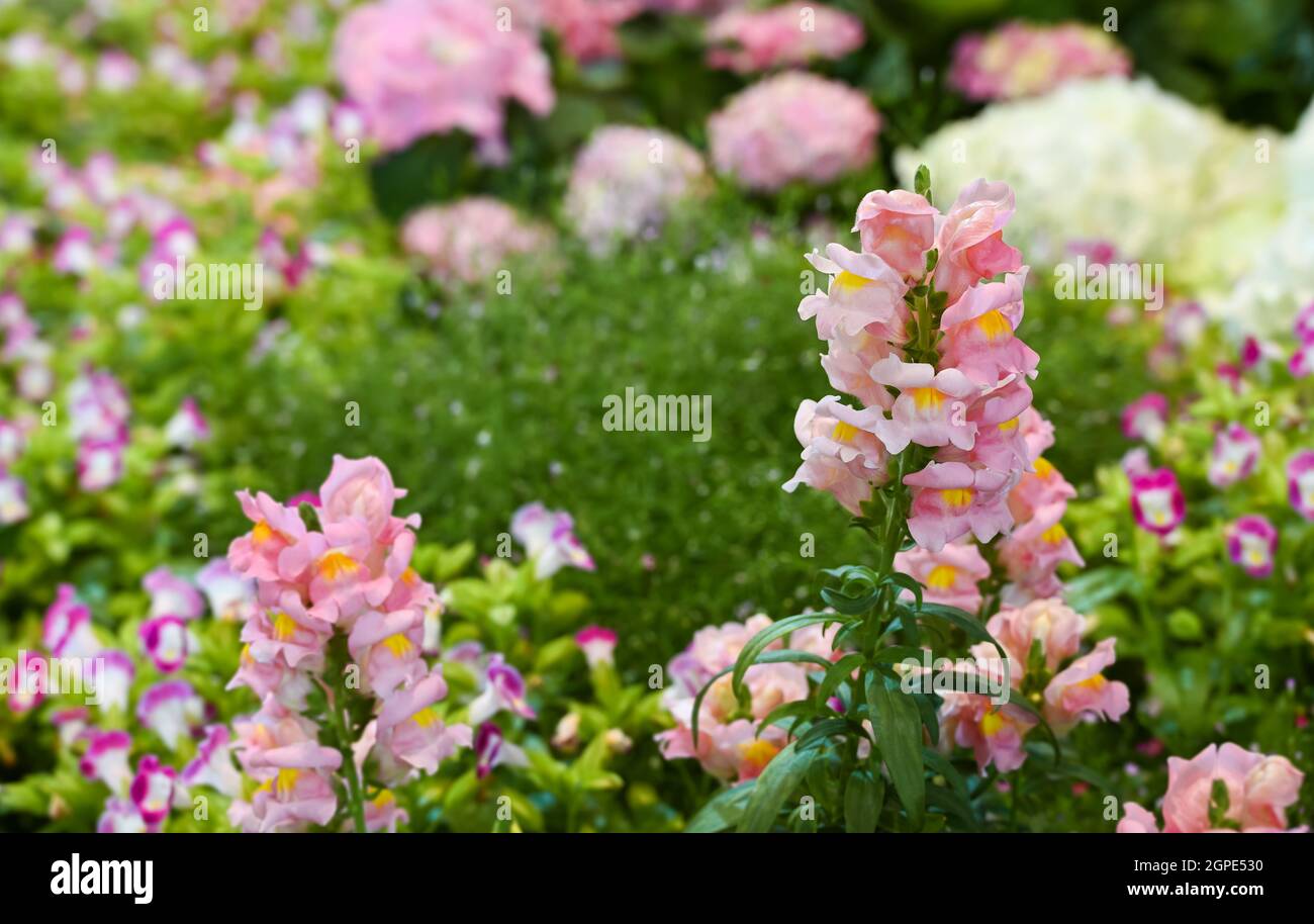 Rosa Snapdragon Blume oder Antirhinum Pflanze auf unscharfen bunten Blumengarten Hintergrund Stockfoto