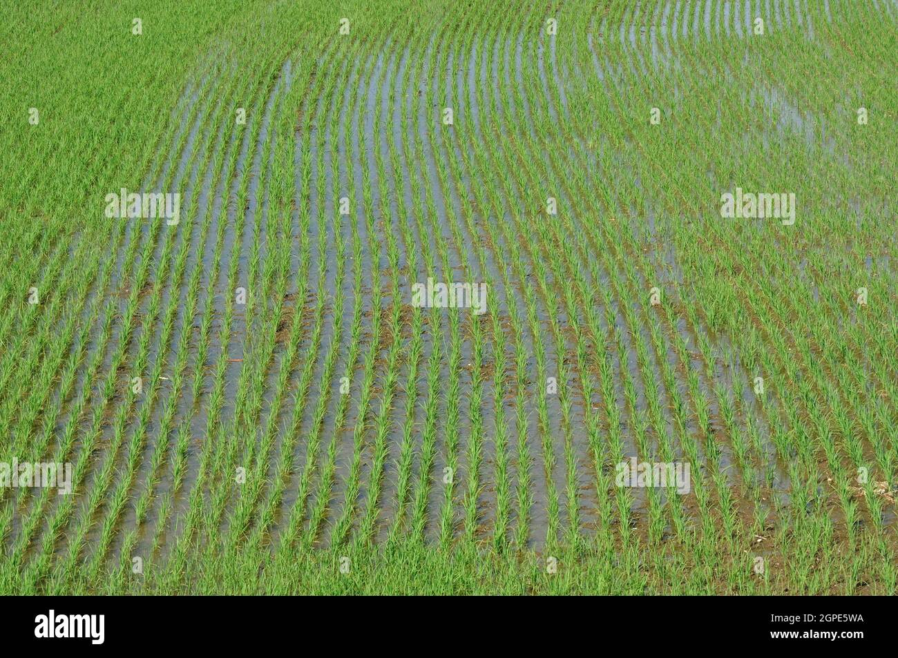 Detail der neu geborenen Reispflanzen in Feldern mit Wasser überflutet, in hellen Frühlingstag mit Reflexen des Himmels geschossen Stockfoto