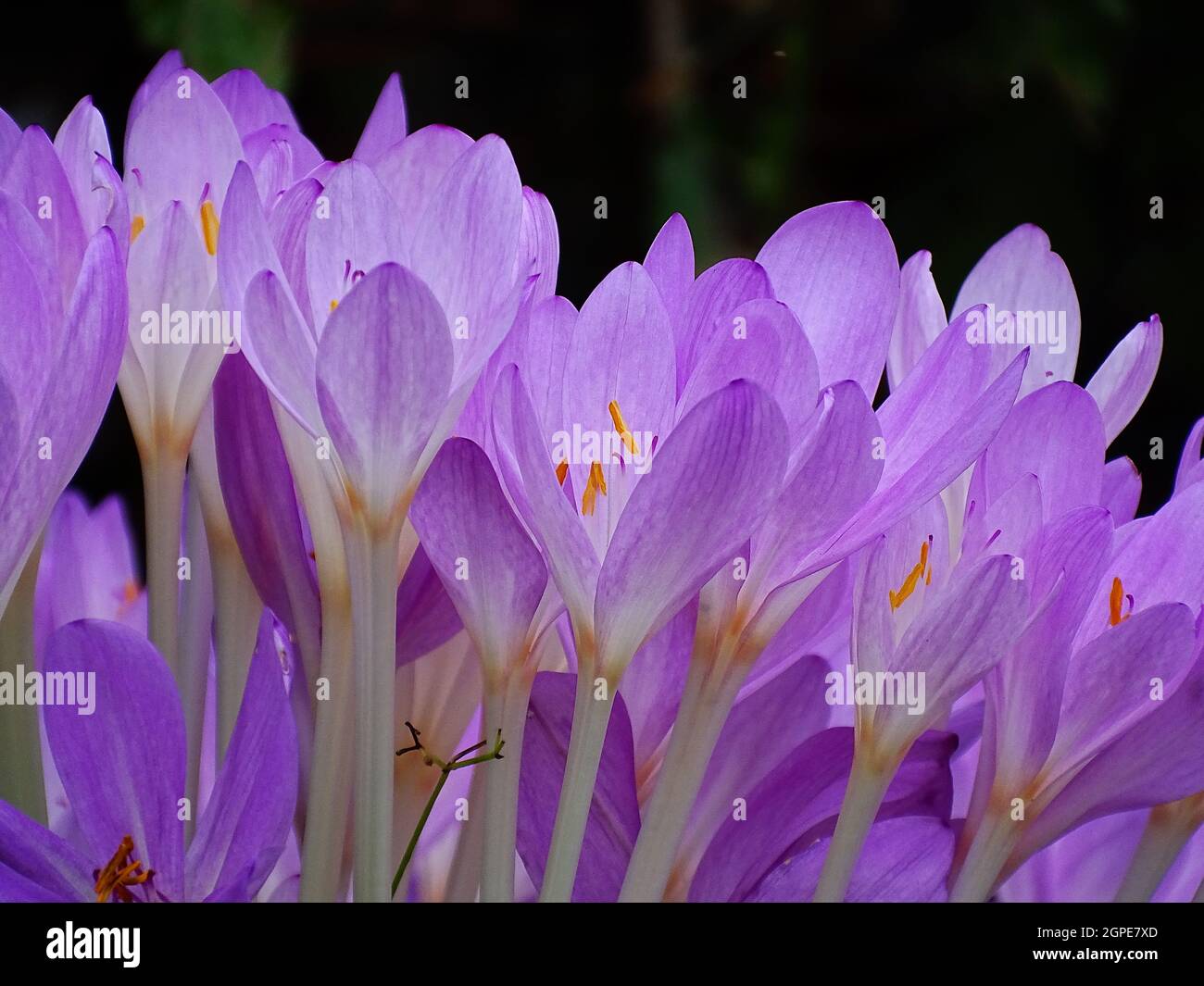 Nahaufnahme mehrerer zeitloser purpurner Herbstblumen (Colchicum autumnale) Stockfoto