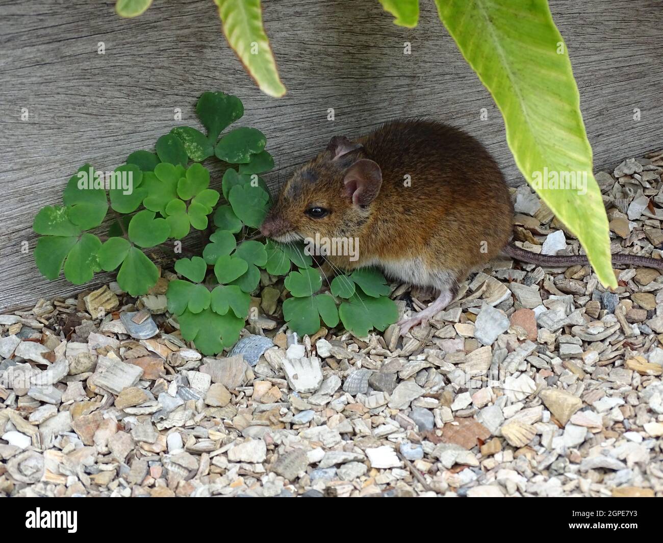 Eine gewöhnliche braune Holzmaus (apodemus sylvaticus), die auf einem Steinpfad in der Nähe einer Pflanze sitzt Stockfoto