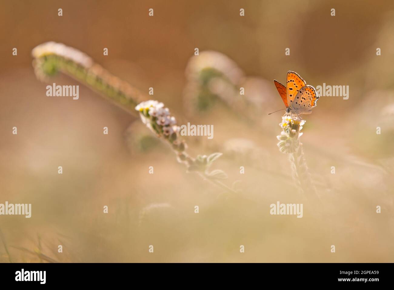 Feuriges Kupfer (Thersamonia thersamon) Schmetterling. Fotografiert in Israel im September Stockfoto