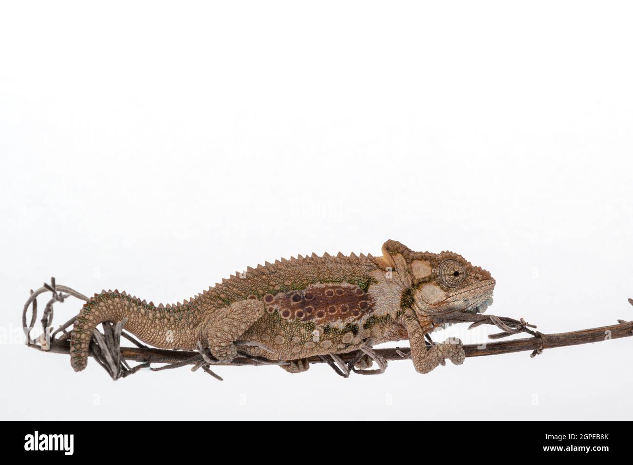 Eastern Cape Zwergchamäleon, Bradypodion ventriale, auf einem schlichten weißen Studiohintergrund. Stockfoto