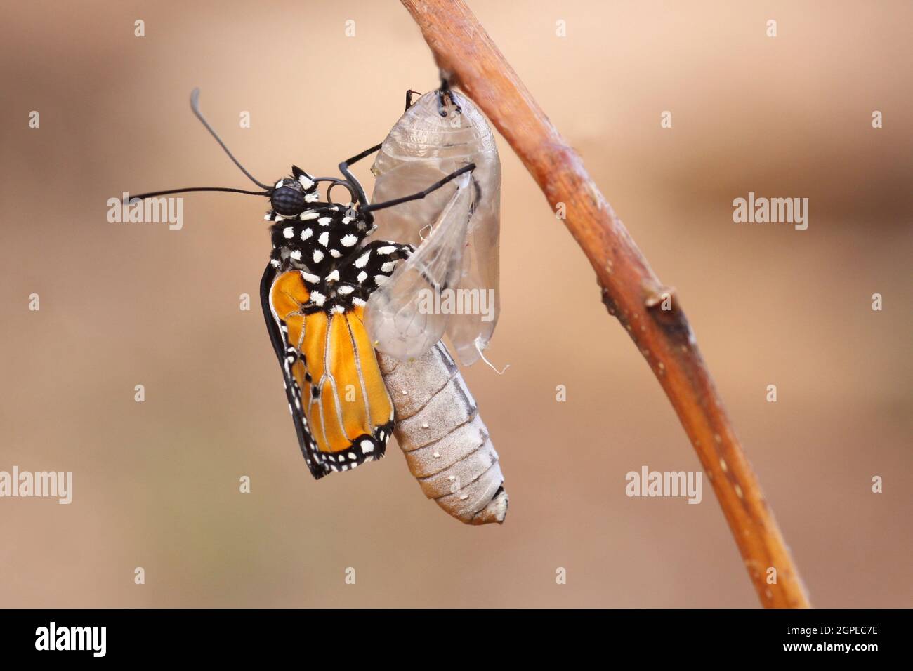 Schmetterling (Danaus chrysippus), oder gemeiner Tiger Schmetterling aus seinem Kokon (Mitte). Dieser Schmetterling ist in Afrika, Indien, Süd-Ost-AS gefunden Stockfoto
