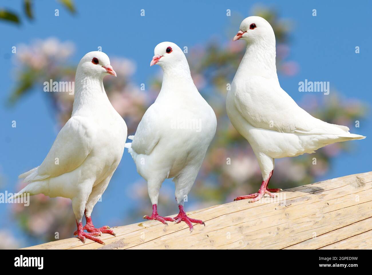 Drei weiße Taube auf blühendem Hintergrund - Kaisertaube - Ducula Stockfoto