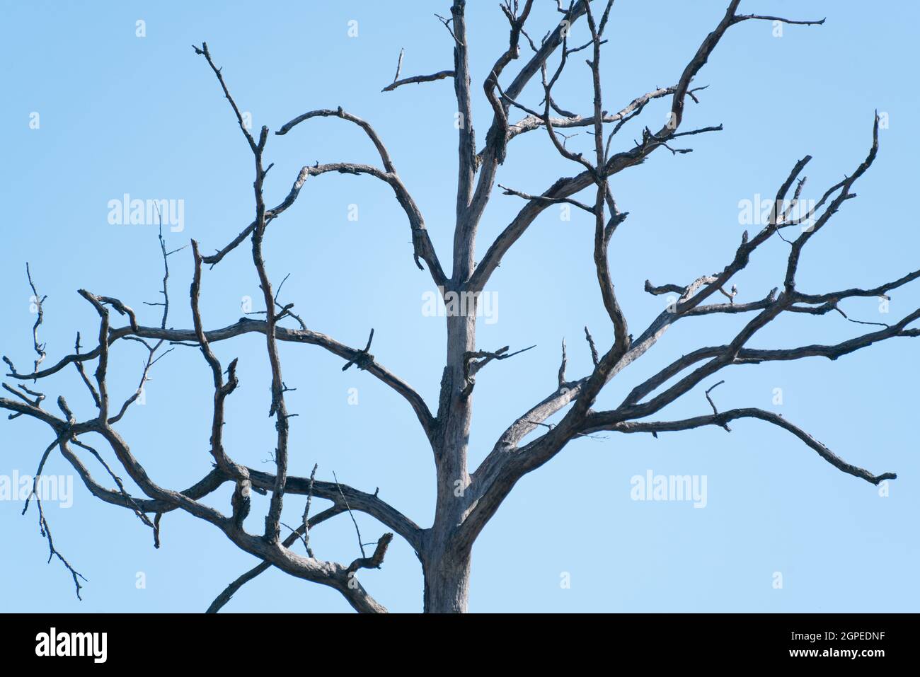 Toter und toter Baum im Pfälzer Wald Stockfoto