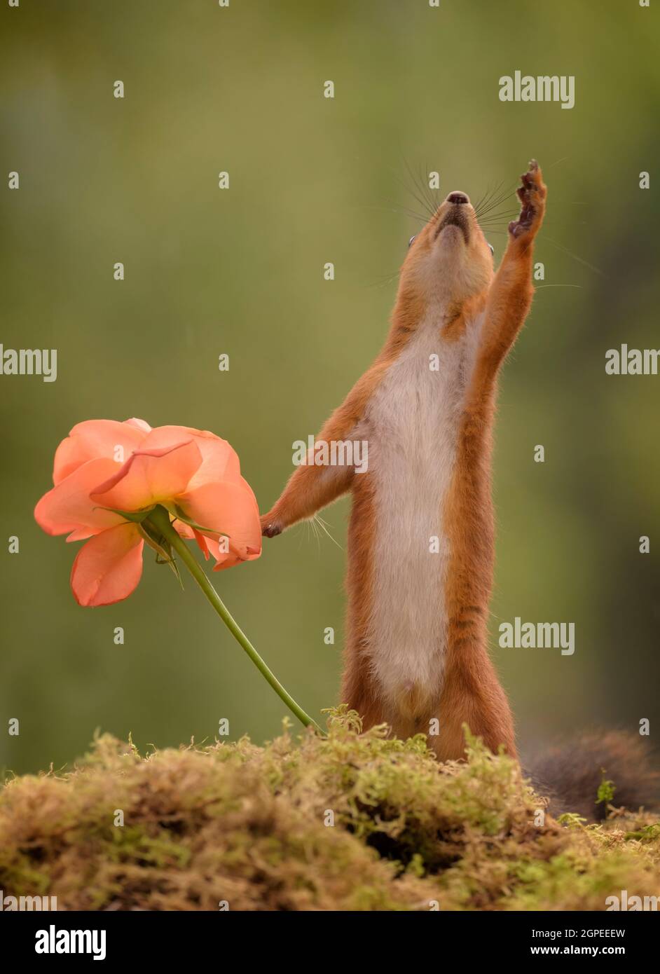 Eichhörnchen mit orange Rose heraus erreichen Stockfoto