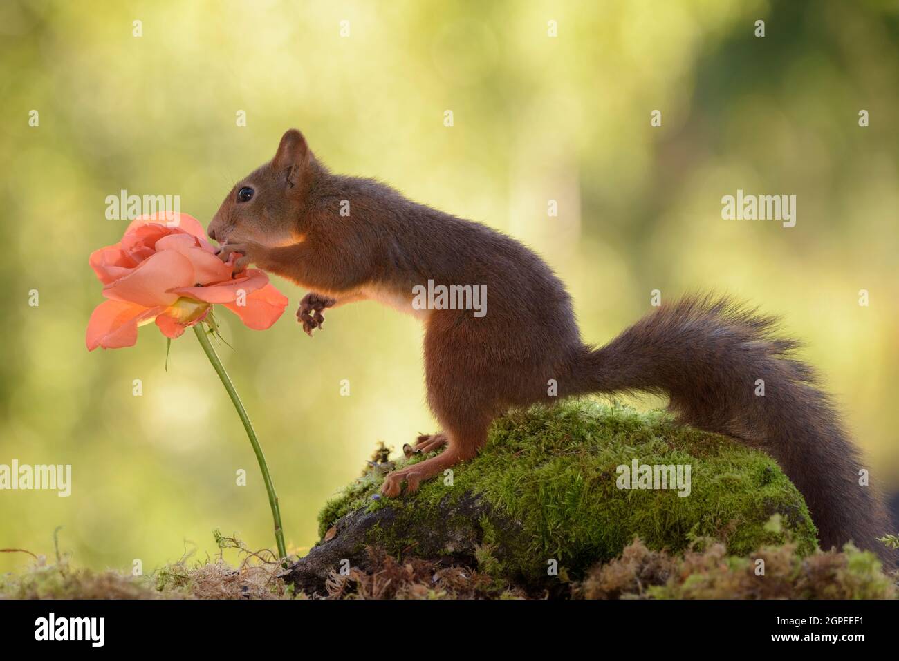 Eichhörnchen, die eine orange Rose Stockfoto