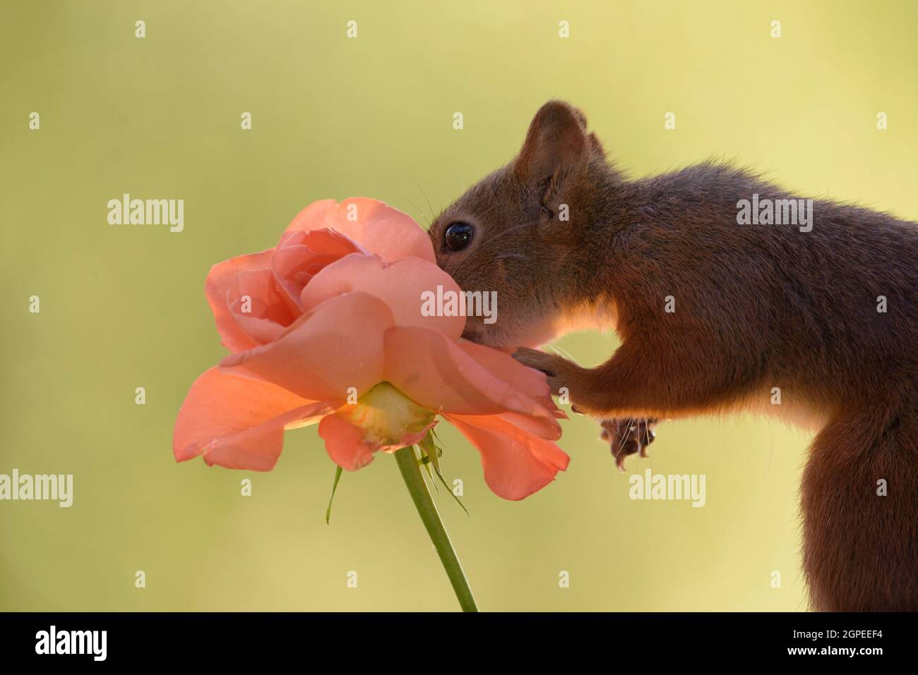 Eichhörnchen mit Nase in orange Rose Stockfoto