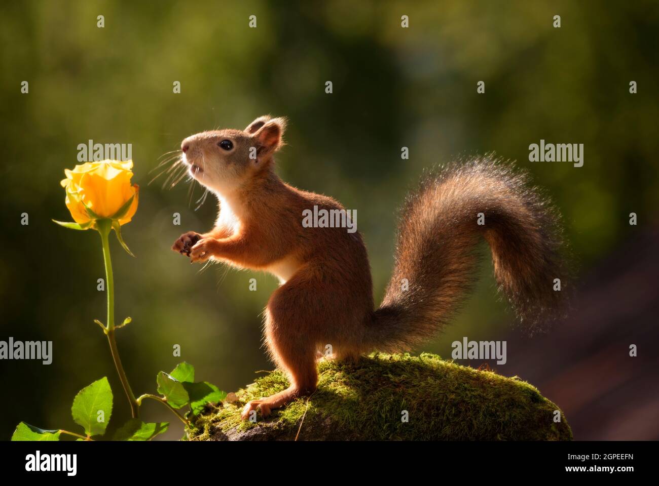Eichhörnchen mit einer gelben Rose Stockfoto