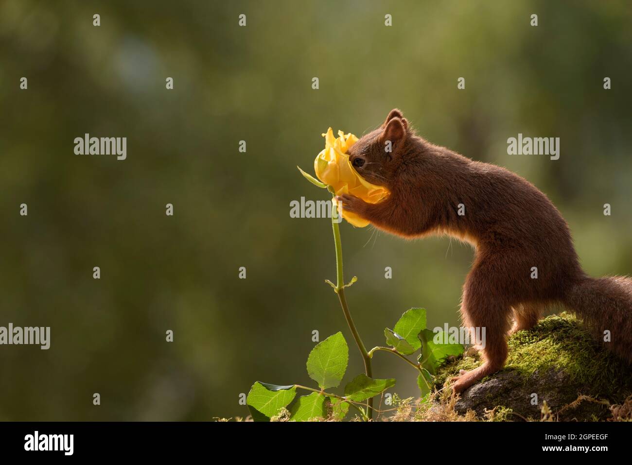 Eichhörnchen riechen eine gelbe Rose Stockfoto