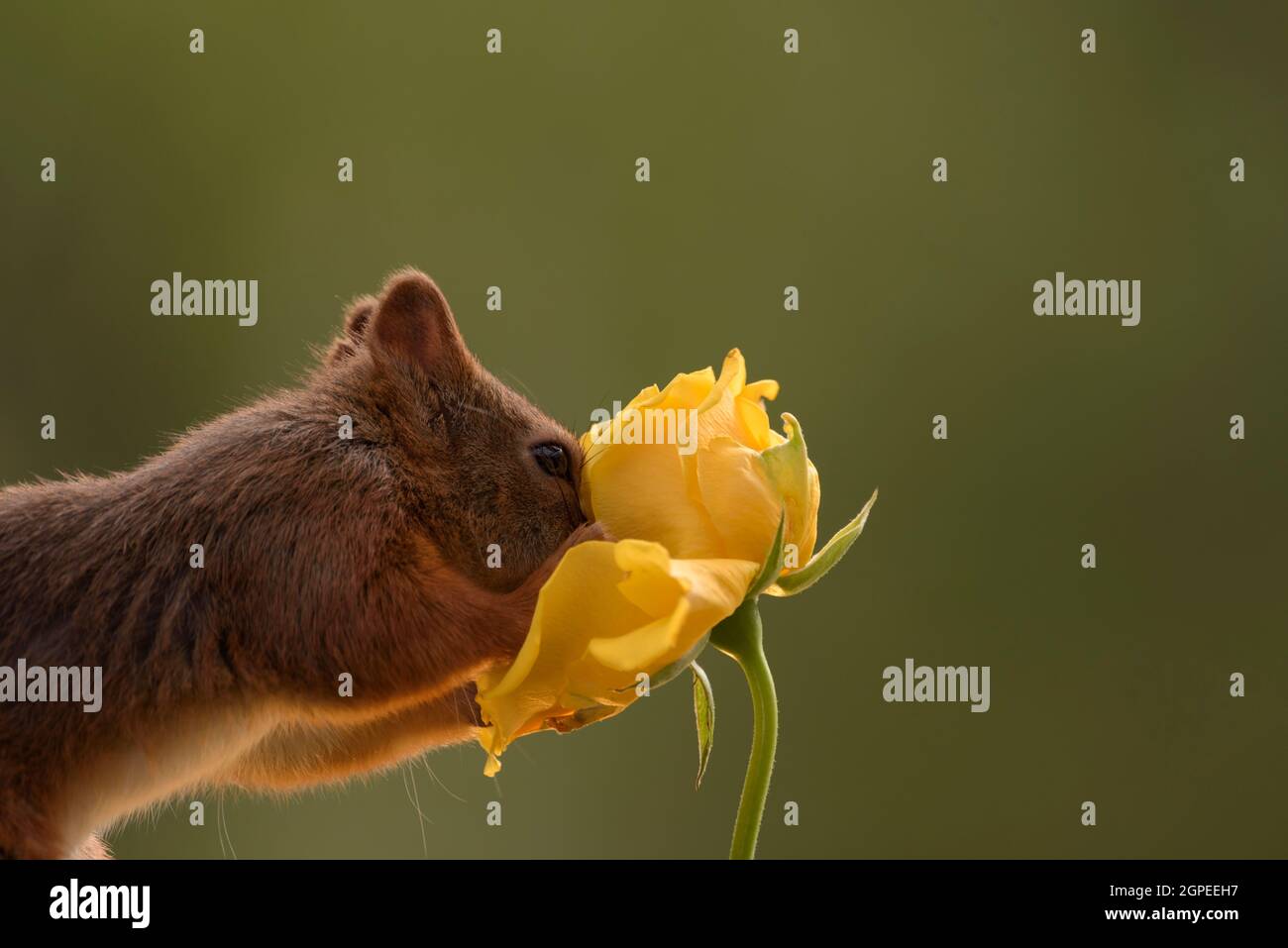 Eichhörnchen mit der Nase in eine gelbe Rose Stockfoto
