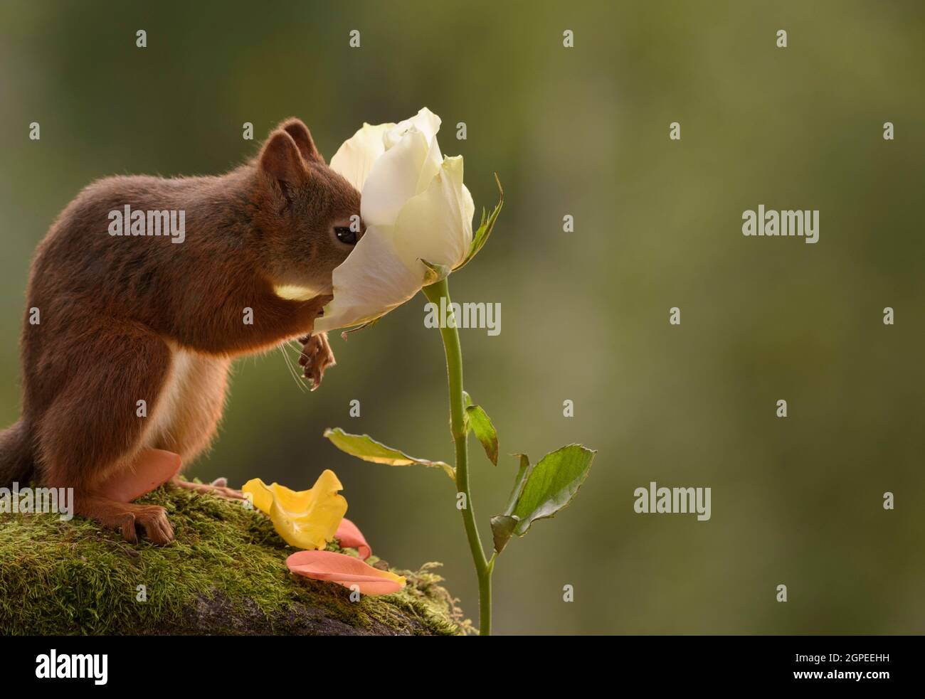 Eichhörnchen mit seiner Nase in eine weiße Rose Stockfoto