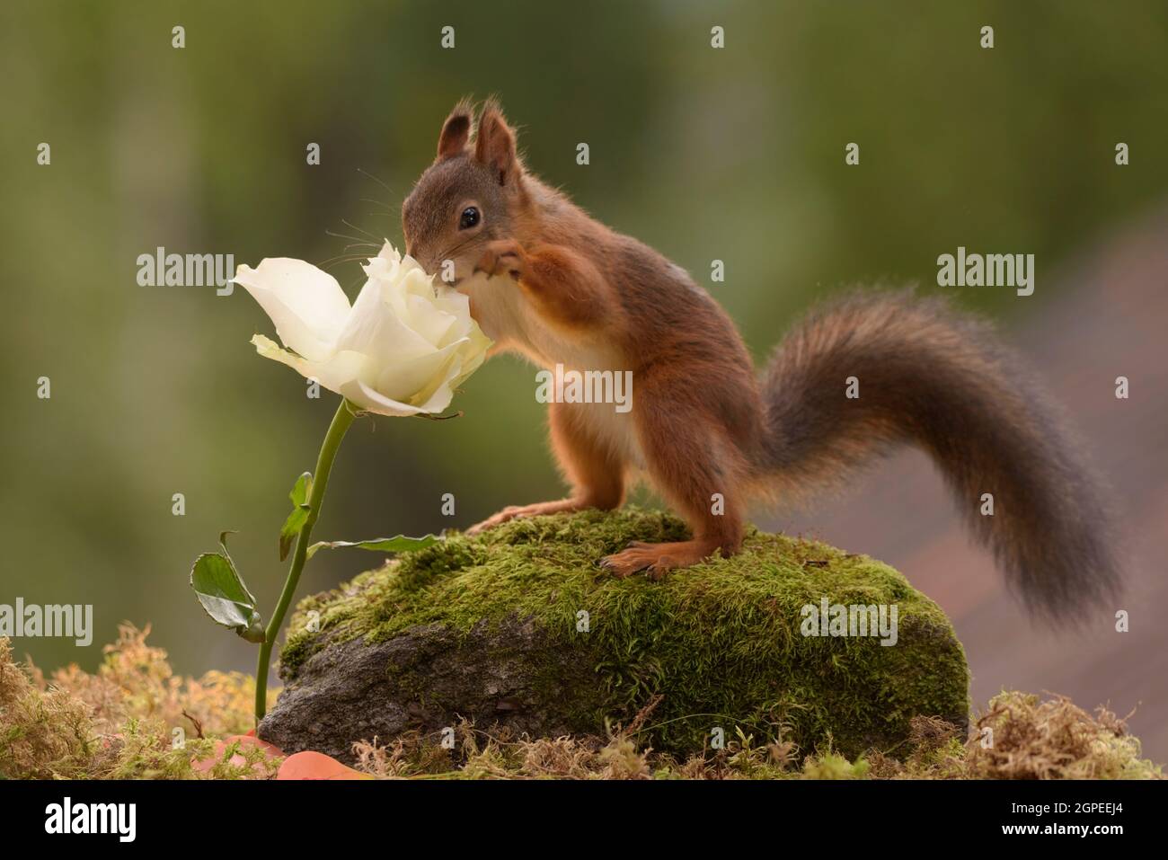 Eichhörnchen mit der Nase in eine weiße Rose Stockfoto