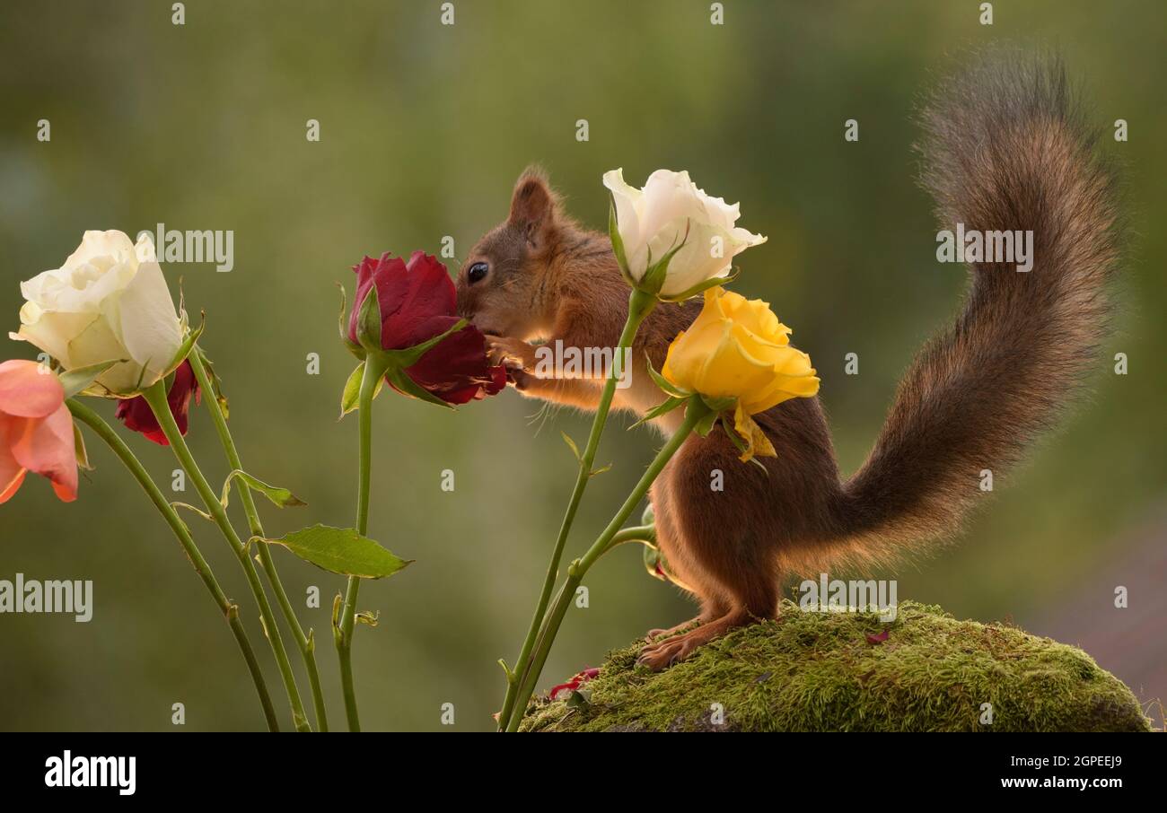 Eichhörnchen zwischen Rosen rote Rose Stockfoto