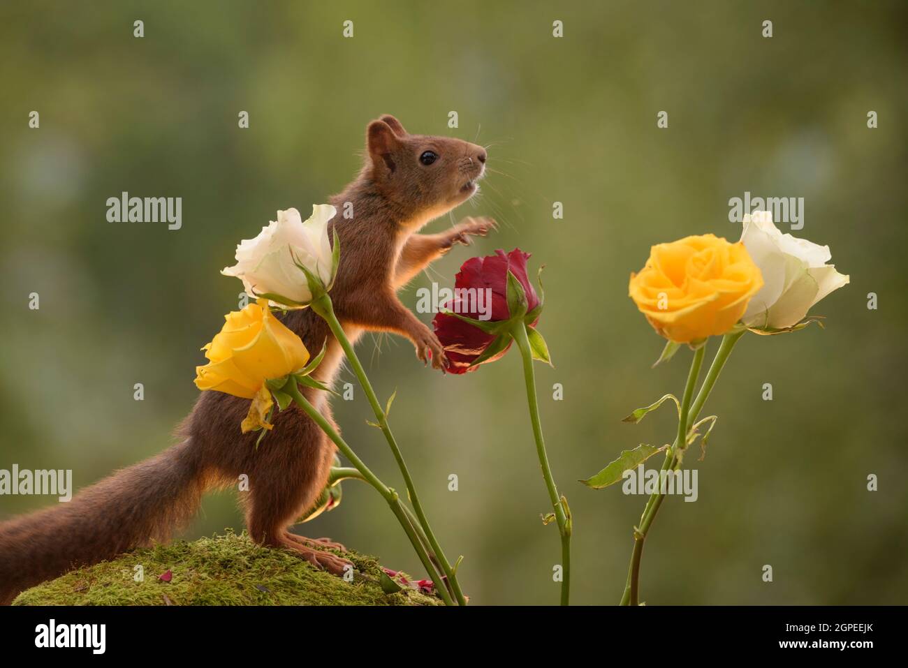 Eichhörnchen erreicht zwischen Rosen Stockfoto