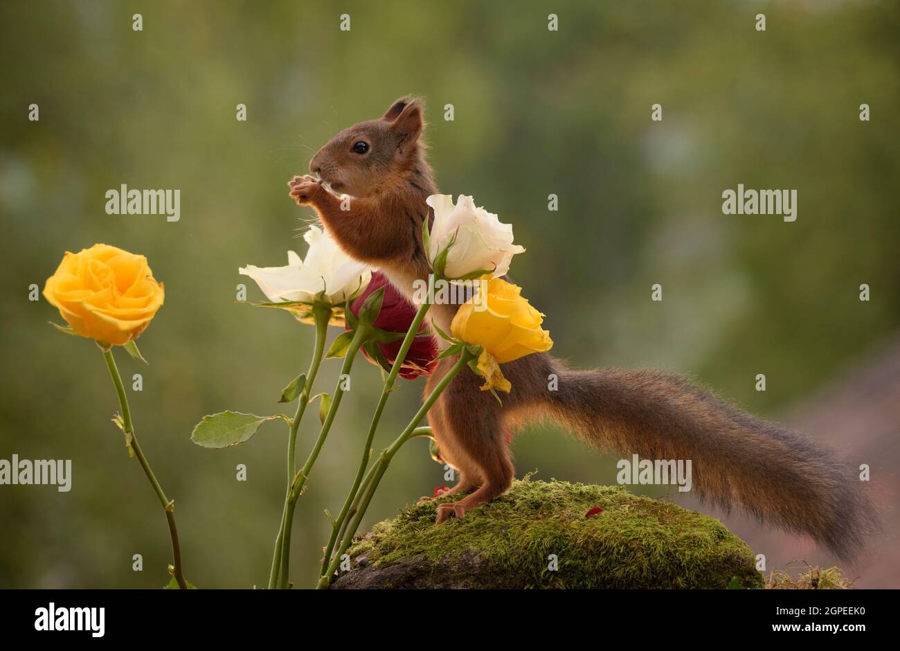 Eichhörnchen steht zwischen Rosen Stockfoto
