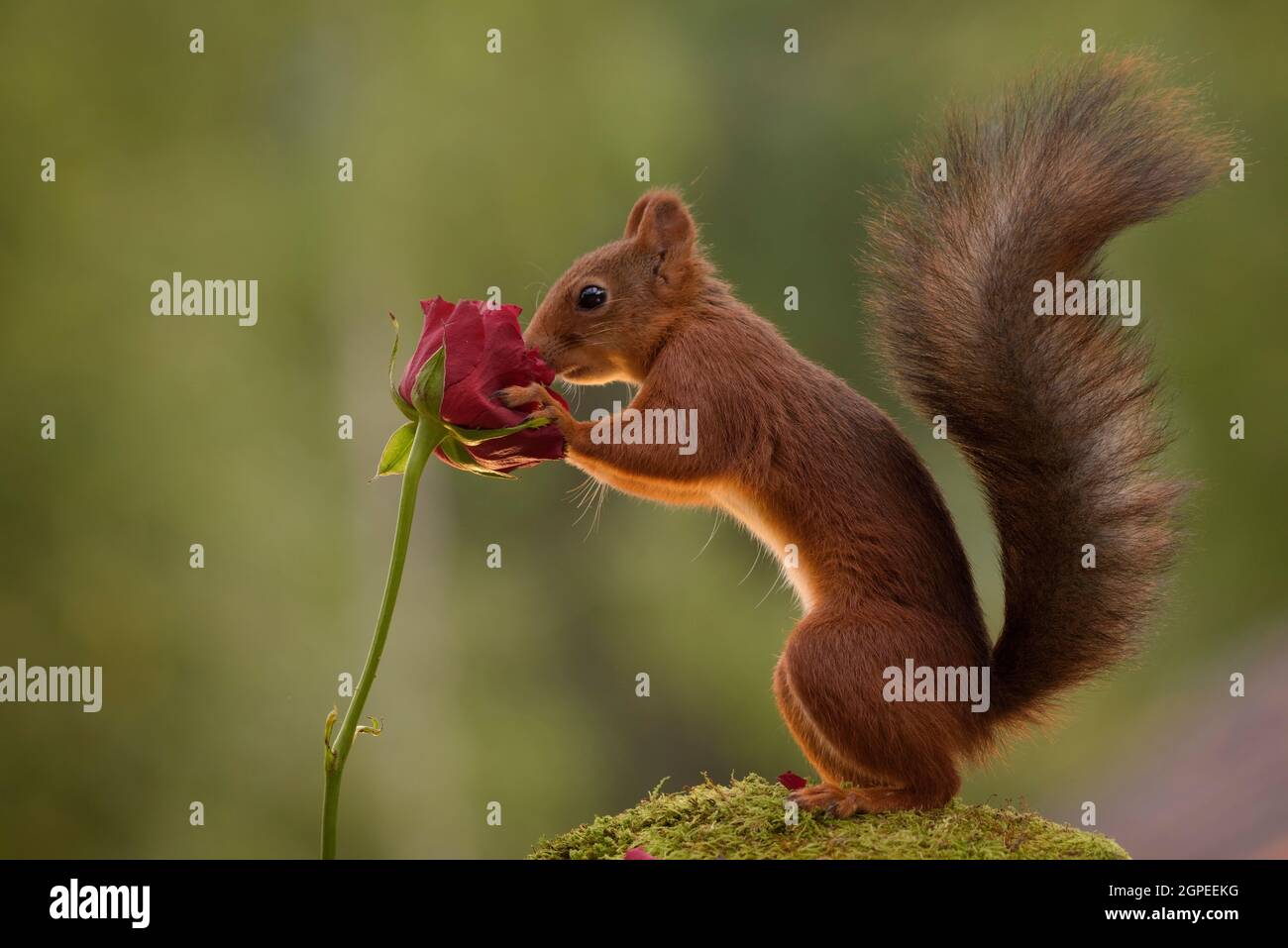 Eichhörnchen hält eine rote Rose Stockfoto