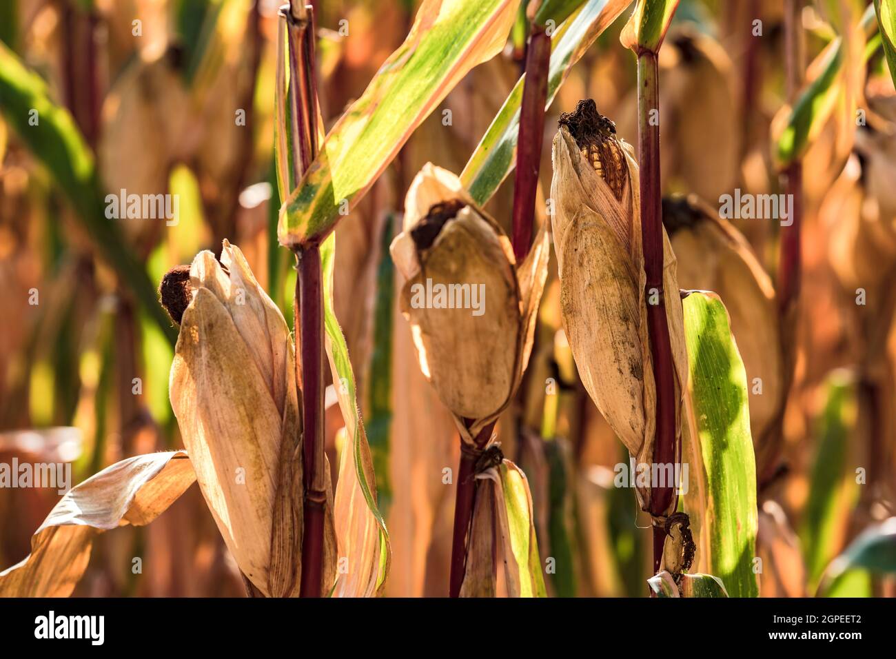 Reifer Mais auf dem Maiskolben im trockenen Feld ist bereit für die Ernte und die Futterverarbeitung Stockfoto
