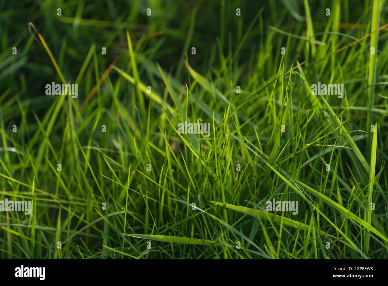 Gesundes saftiges grünes Gras auf einer Wiese im Pfälzer Wald Stockfoto