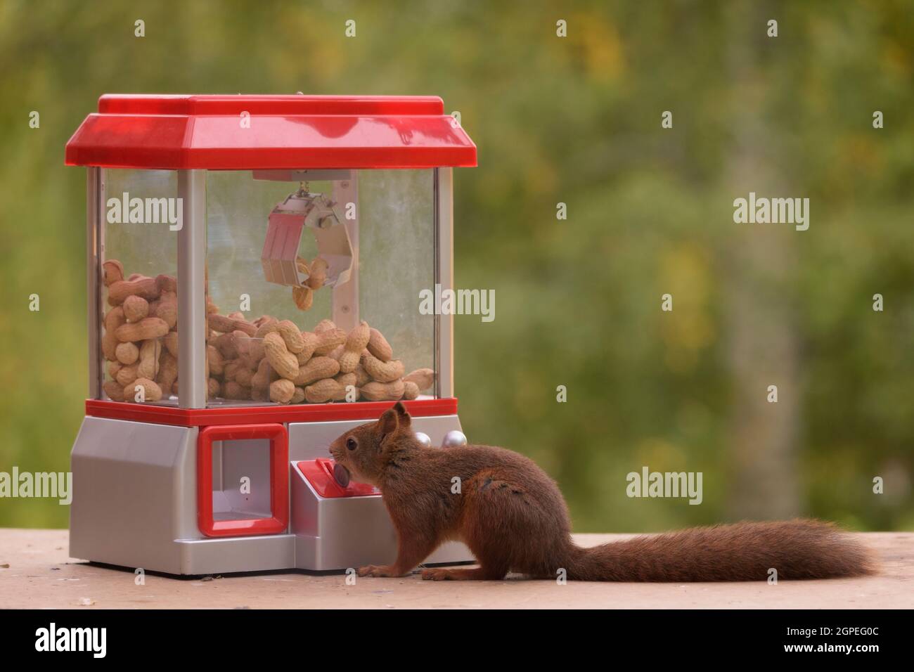 Eichhörnchen, eine Münze in einem Gumball Machine Stockfoto