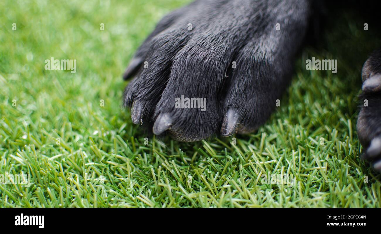Schwarze Labrador Retriever Hundepfoten aus der Nähe. Makrodetails zu Krallen, Fell und Pads für die häusliche Pflege von Tieren oder Tierarzt Stockfoto
