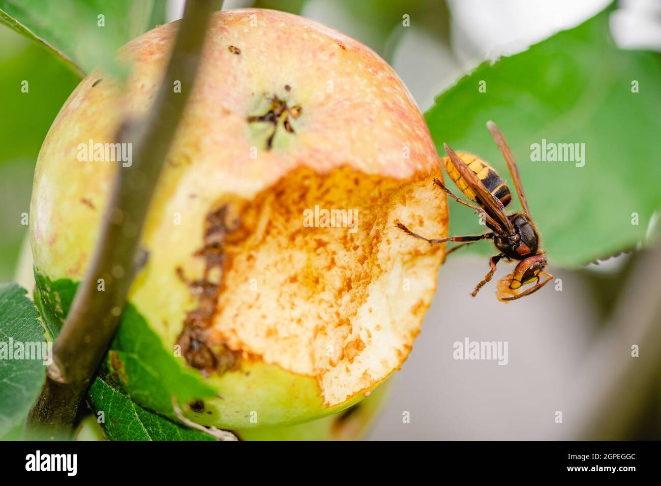 Riesige europäische Hornissenwespe oder Vespa crabro, die einen Apfel aus der Nähe von einem Baum frisst Stockfoto