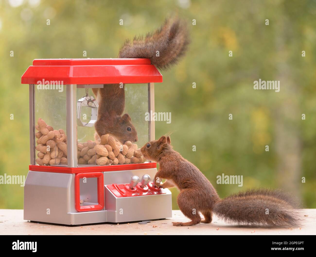 Eichhörnchen hängen in einem Gumball Machine Ein weiteres Beobachten Stockfoto