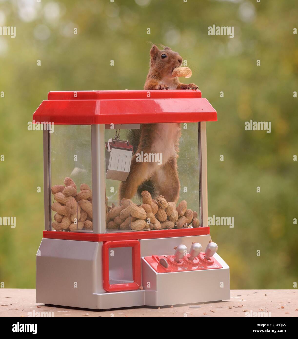 Eichhörnchen klettern eine Gumball Machine mit einer Erdnuss Stockfoto