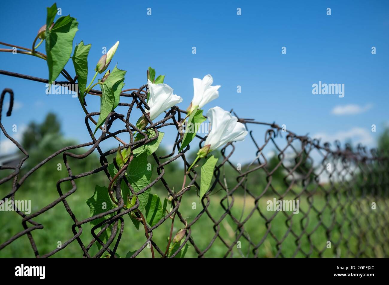 Kletterpflanze mit blauen blumen Fotos und Bildmaterial in hoher