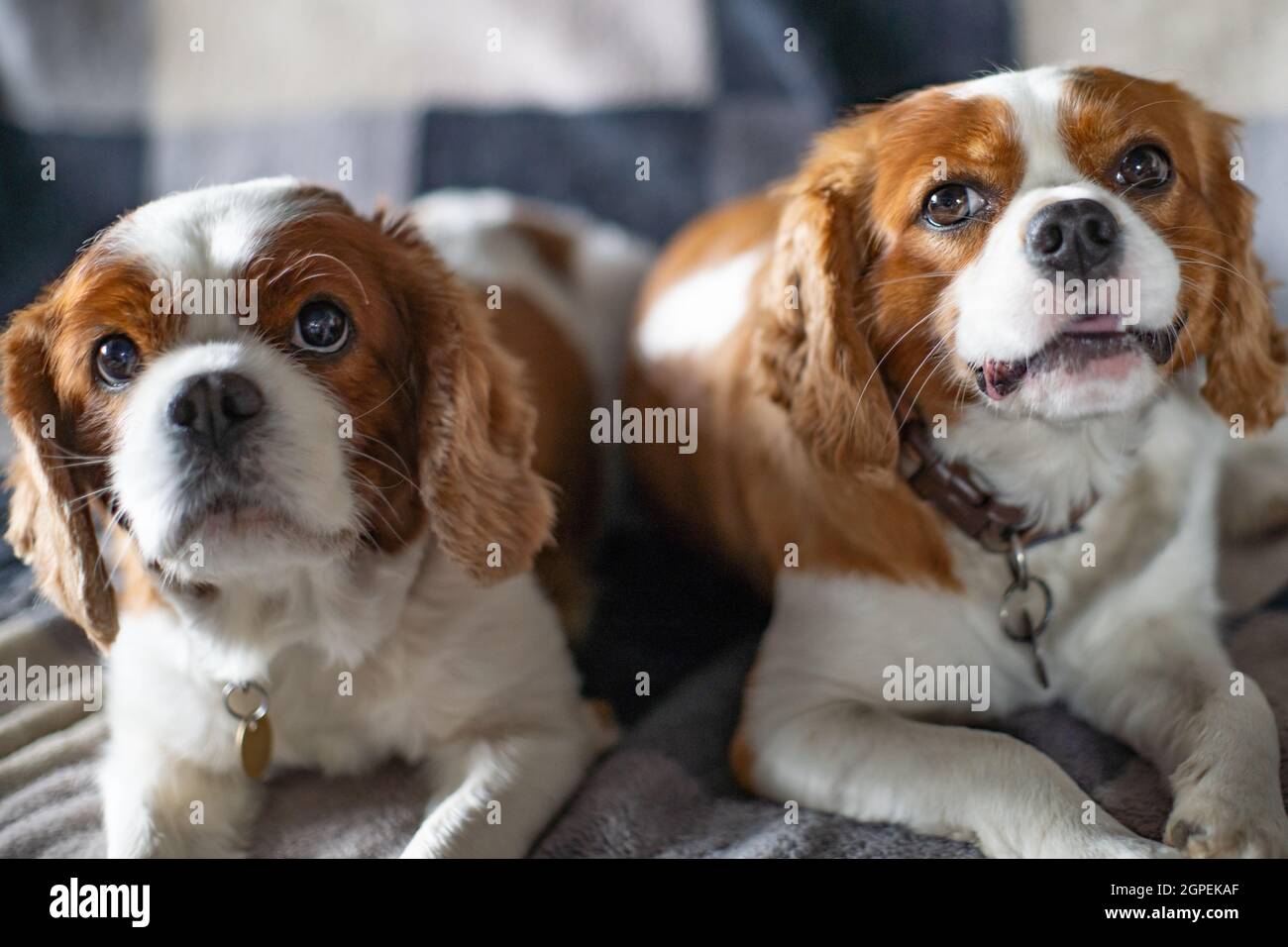 Porträt von zwei Cavalier King Charles Spaniel Hunden Stockfoto