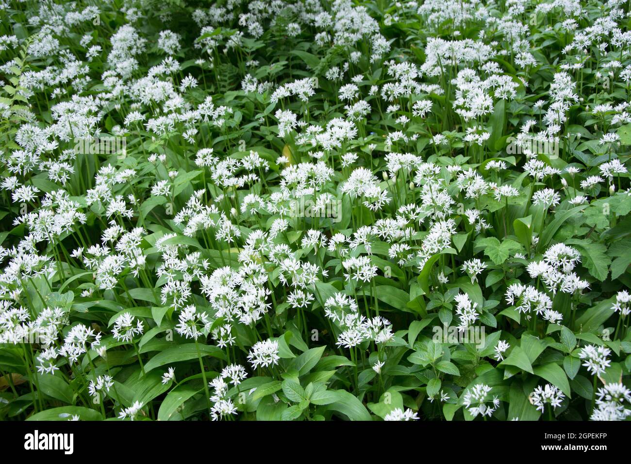 Weiße Blumen und grüne Blätter von wildem Knoblauch Stockfoto