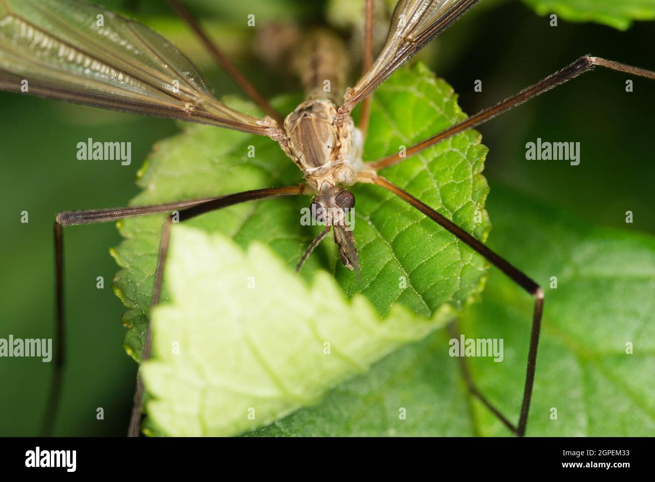 Nahaufnahme von Schädelbefall auf die Pflanze Stockfoto