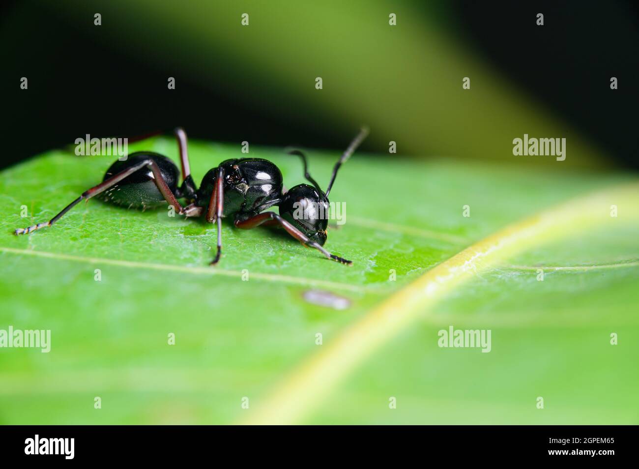 Makrorwarze Ameise auf Blättern in der Natur Stockfoto