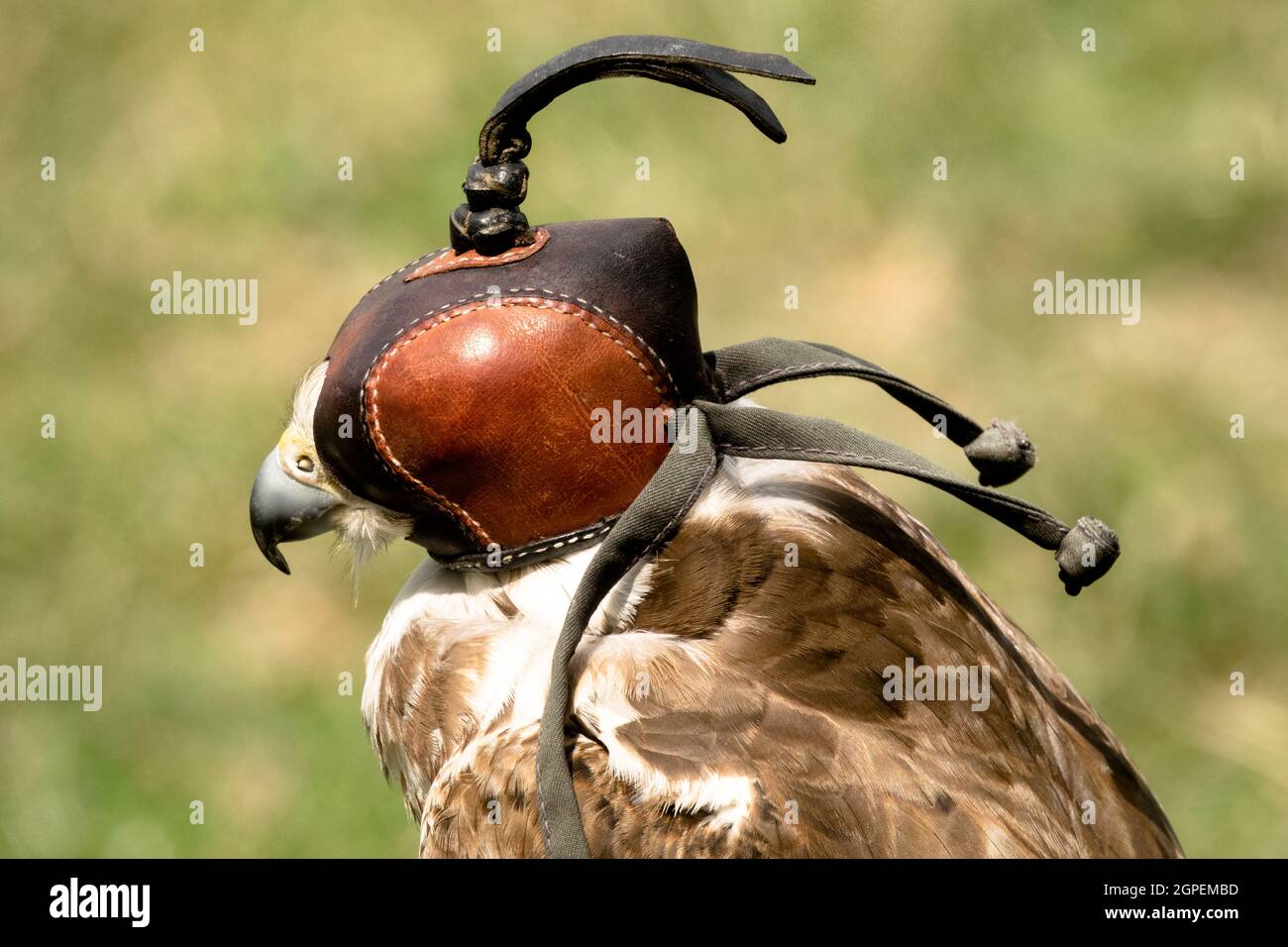 Captive Falcon Kapuze tragen Stockfoto