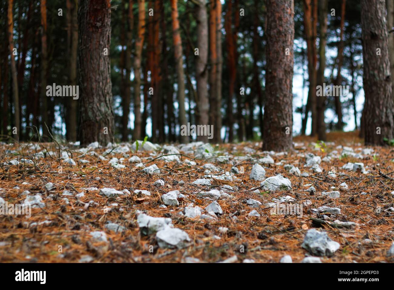 Unschärfe viele Fell und Kiefernstamm wachsen auf Waldboden von zerkleinerten Steinen in Hügel oder Denkmal. Weißes Gestein, Mineralien, Archäologie, Ausgrabungen. Cl Stockfoto