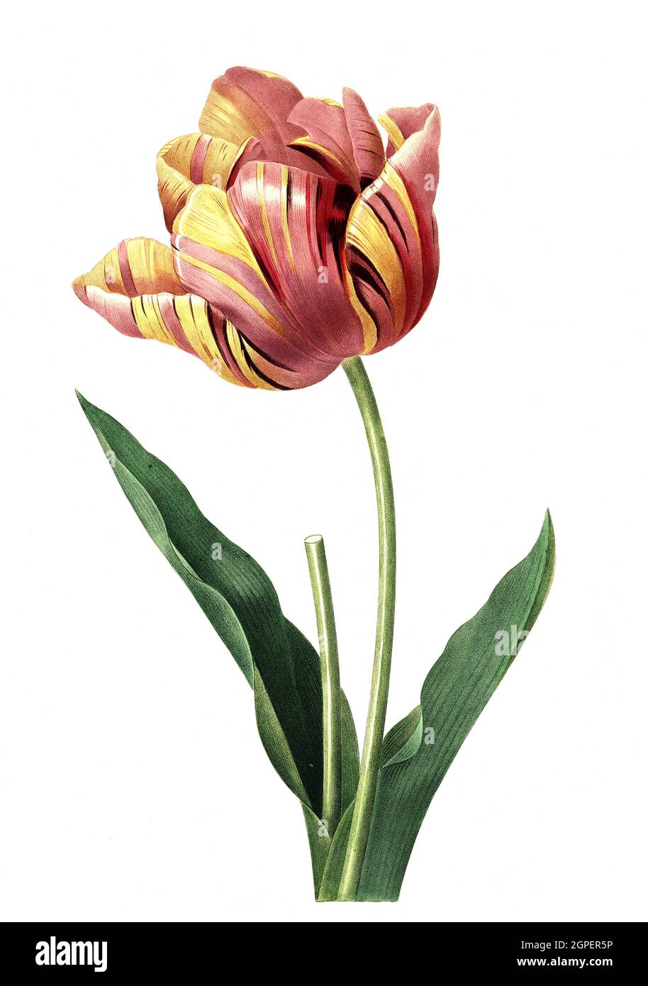 Tulpe, Zuchtform / Tulip, Tulipa culta, Digital aufbereitete Reproduktion einer Aquarellzeichnung aus dem Jahr 1827, von P.J. Redoue, Kupfertafel / Digital verarbeitete Reproduktion einer Aquarellzeichnung von 1827, von P.J. Redoue, Kupferplatte, Originaldatum unbekannt Stockfoto