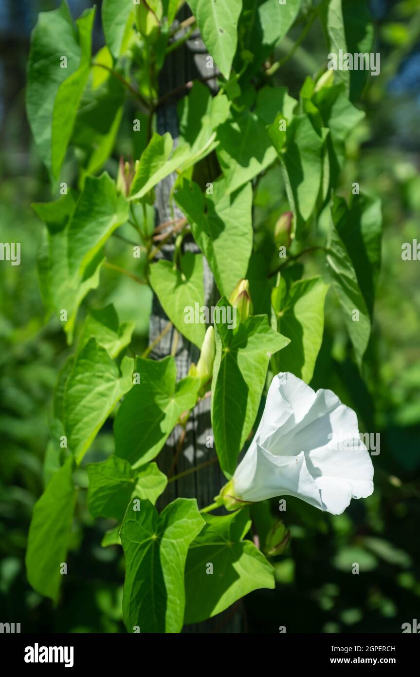 Kletterpflanze mit schönen weißen Blüten und grünen Blättern auf dem alten Holzzaun. Nahaufnahme. Stockfoto