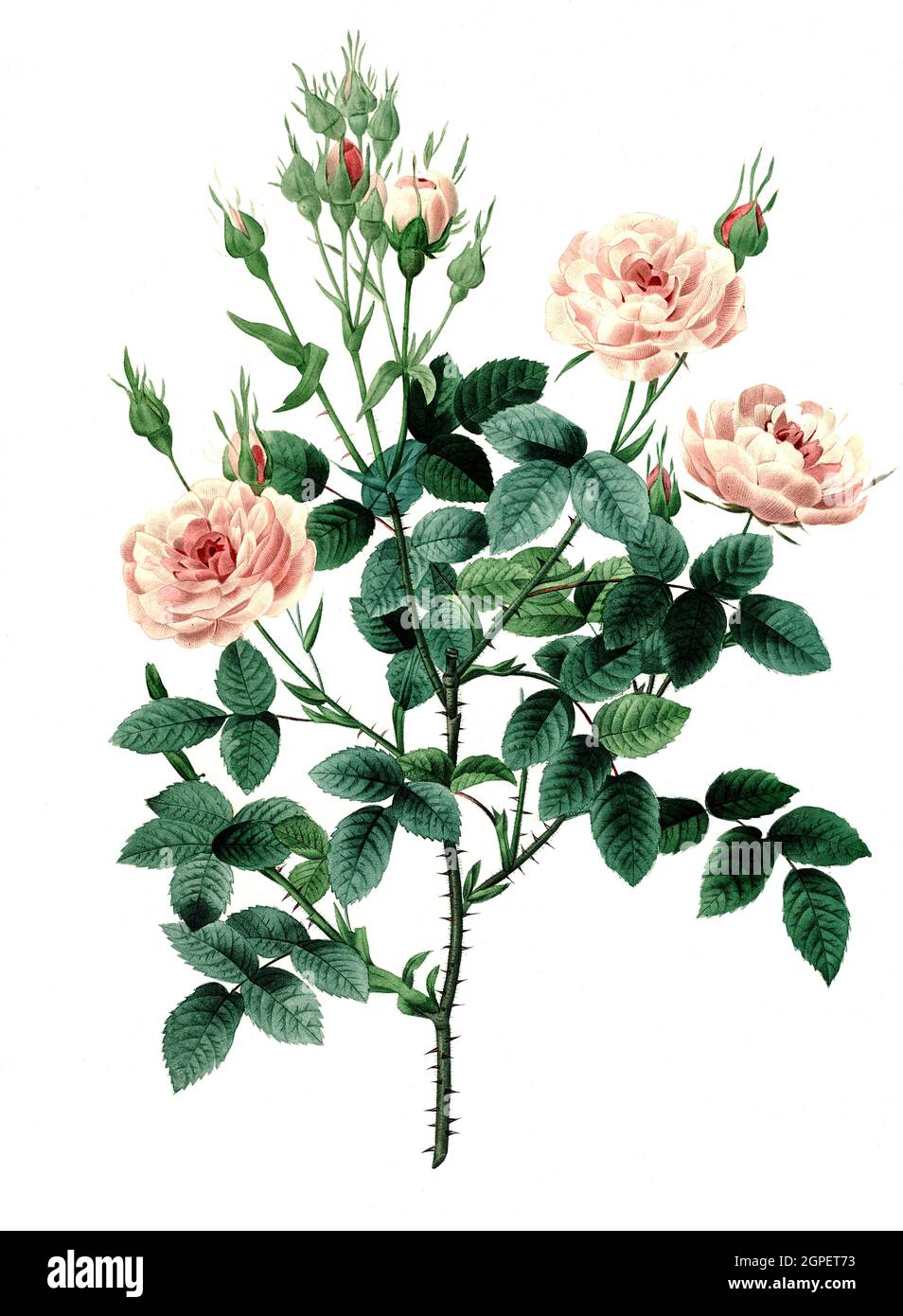 Damaszener-Rose, Rosa × damascena / Rosa × damascena, die Damaszenerrose, die Rose von Kastilien, ist ein Rosenhybrid, Digital aufbereitete Reproduktion einer Aquarellzeichnung aus dem Jahr 1827, von P.J. Redoue, Kupfertafel / Digital verarbeitete Reproduktion einer Aquarellzeichnung von 1827, von P.J. Redoue, Kupferplatte, Originaldatum unbekannt Stockfoto