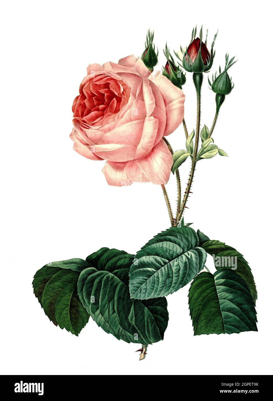 Rosa centifolia bullata, Rose / Rose, Rosa × centifolia, the Provence Rose, Kohlrose or Rose de Mai, Digital aufbereitete Reproduktion einer Aquarellzeichnung aus dem Jahr 1827, von P.J. Redoue, Kupfertafel / Digital PROCESSED Reproduktion einer Aquarellzeichnung von 1827, von P.J. Redoue, Kupferplatte, Originaldatum unbekannt Stockfoto