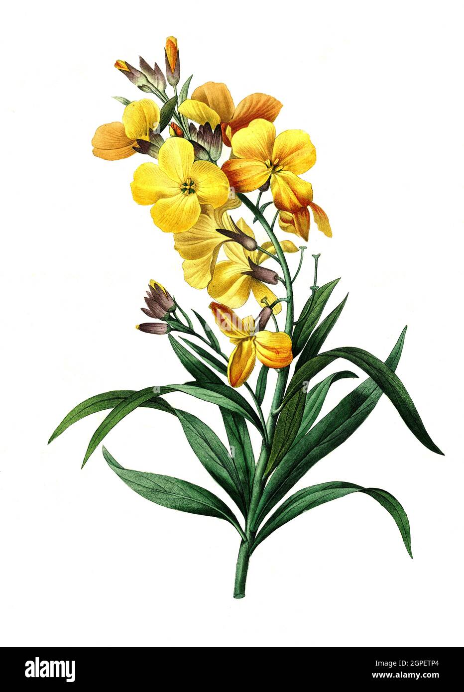 Goldlack, Erysimum cheiri, ist eine Pflanzenart aus der Gattung Schöteriche, Cheirantthus flavus / Erysimum cheiri, syn. Cheiranthus cheiri, die Wandblume, ist eine blühende Pflanze aus der Familie Brassicaceae, Digital aufbereitete Reproduktion einer Aquarellzeichnung aus dem Jahr 1827, von P.J. Redoue, Kupfertafel / Digital verarbeitete Reproduktion einer Aquarellzeichnung aus dem Jahr 1827, von P.J. Redoue, Kupferplatte, Originaldatum unbekannt Stockfoto