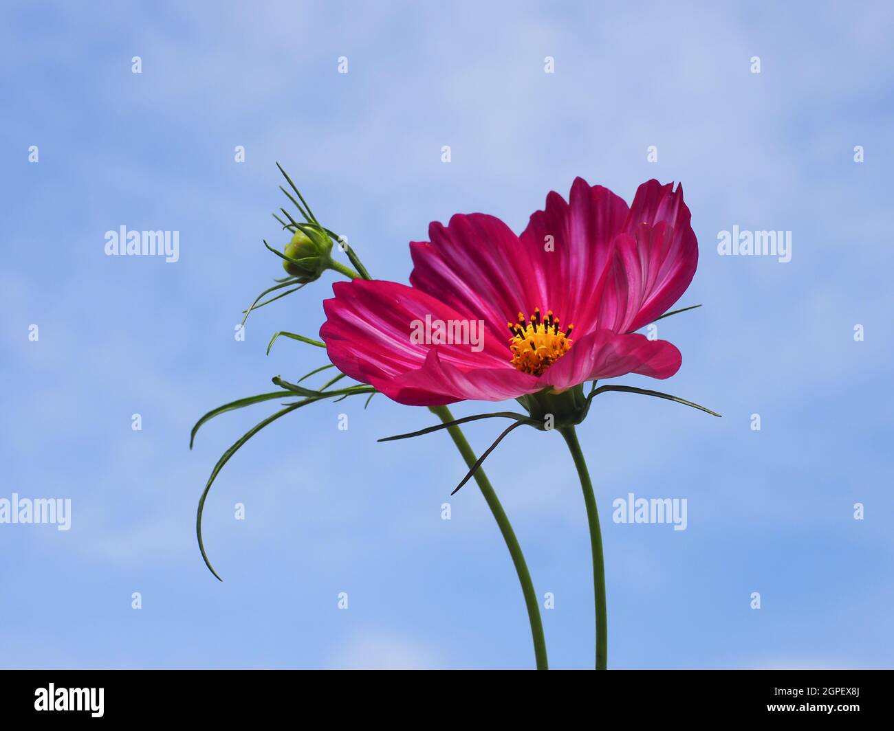 Rosa Cosmea oder mexikanische Aster Blume im blauen Himmel Hintergrund. Cosmos bipinnatus ist eine krautige, blühende Pflanze in der Familie der Sonnenblumengewächse Asteraceae. Stockfoto